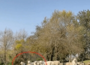 开云app-包含里程碑夜迈阿密热火防线松动；荷甲窗口期刷纪录；话题不断；医务组通报恢复的词条-开云app